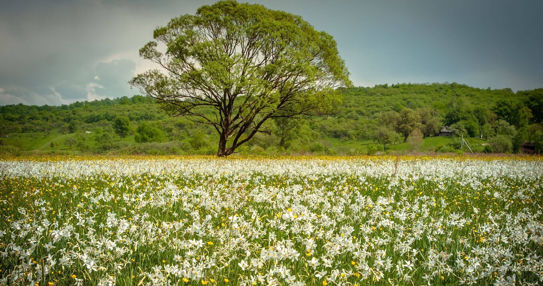 Долина нарцисів