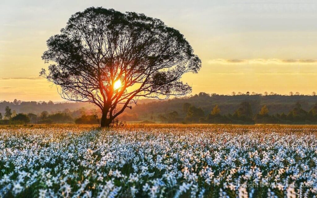 Захід сонця у долині нарцисів, дуже романтично