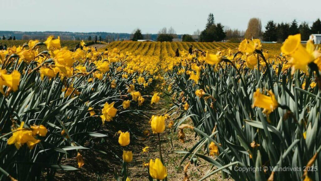 Narcissus Valley: Where Spring Spreads Its Carpet