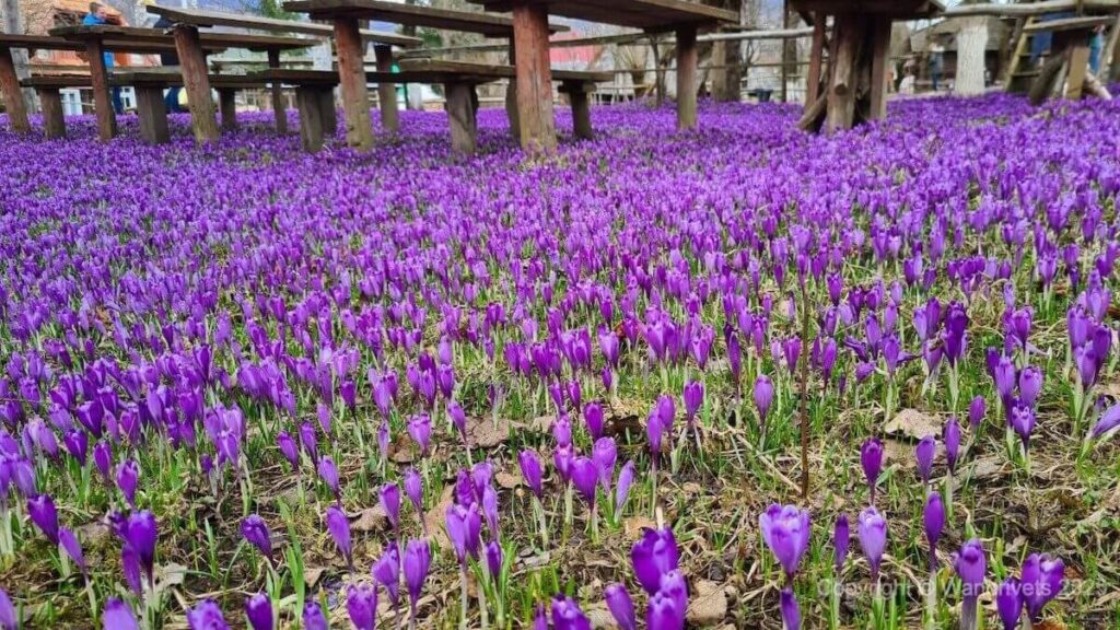 Долина крокусів у Колочаві, вкрита килимом фіолетових квітів на фоні Карпат