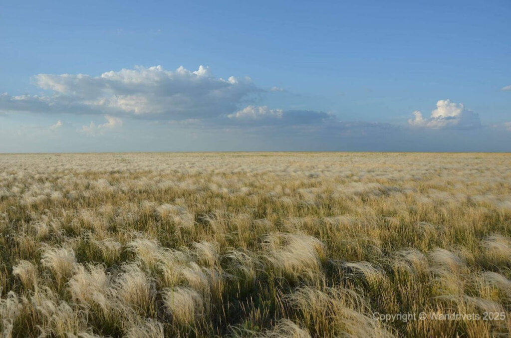 Zebras grazing in the Askania-Nova steppe under a wide sky